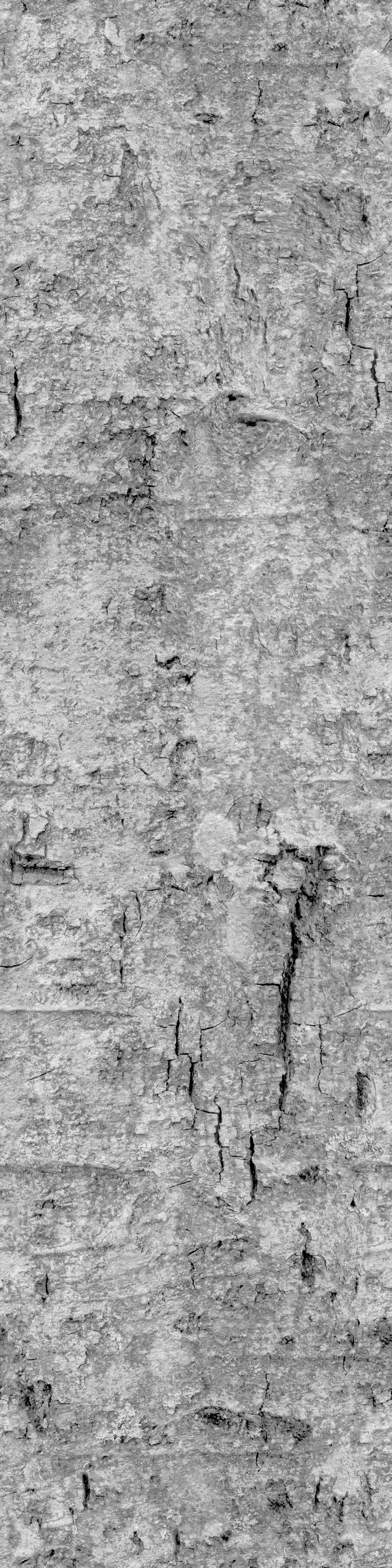 Chukrasia tabularis 3D model_10