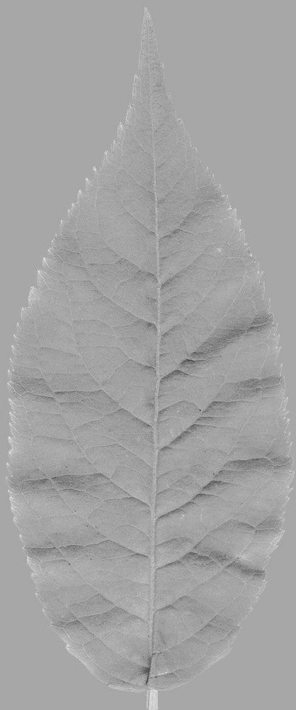 Chukrasia tabularis 3D model_17