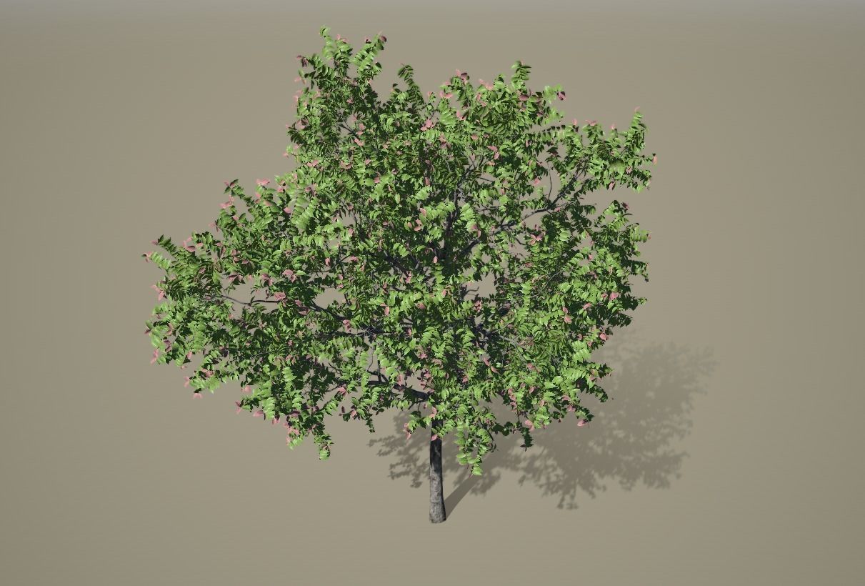 Chukrasia tabularis 3D model_2