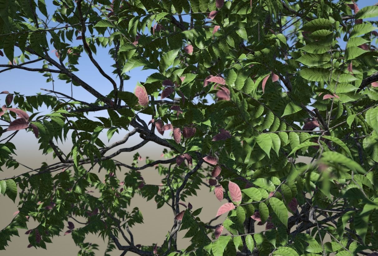 Chukrasia tabularis 3D model_3