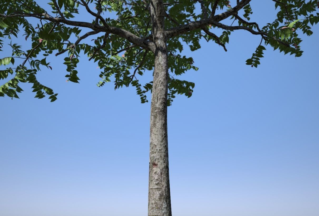 Chukrasia tabularis 3D model_6