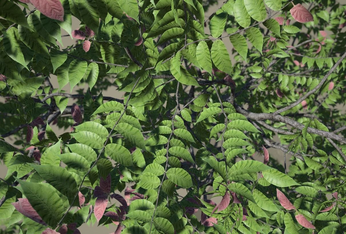 Chukrasia tabularis 3D model_4