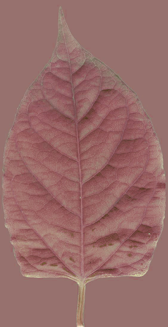 Chukrasia tabularis 3D model_18