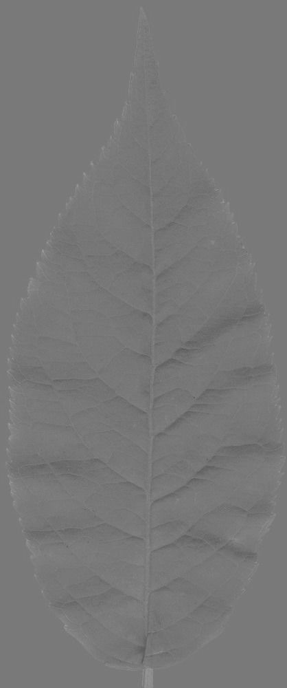 Chukrasia tabularis 3D model_20