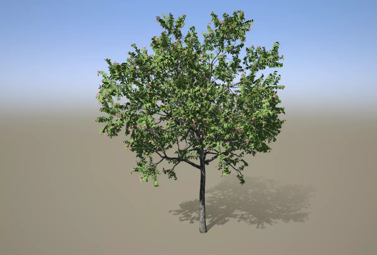 Chukrasia tabularis 3D model_0