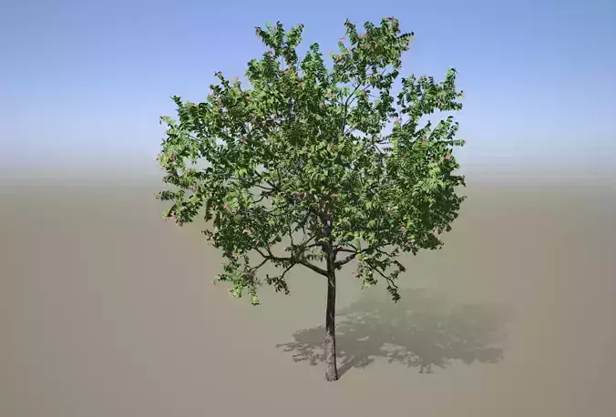 Chukrasia tabularis 3D model