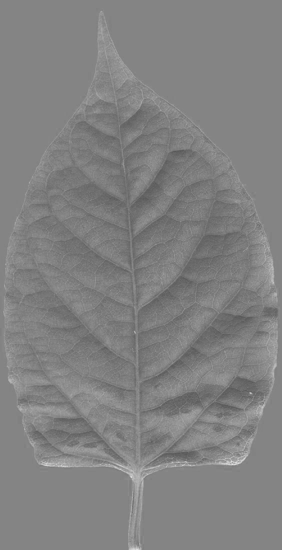 Chukrasia tabularis 3D model_22