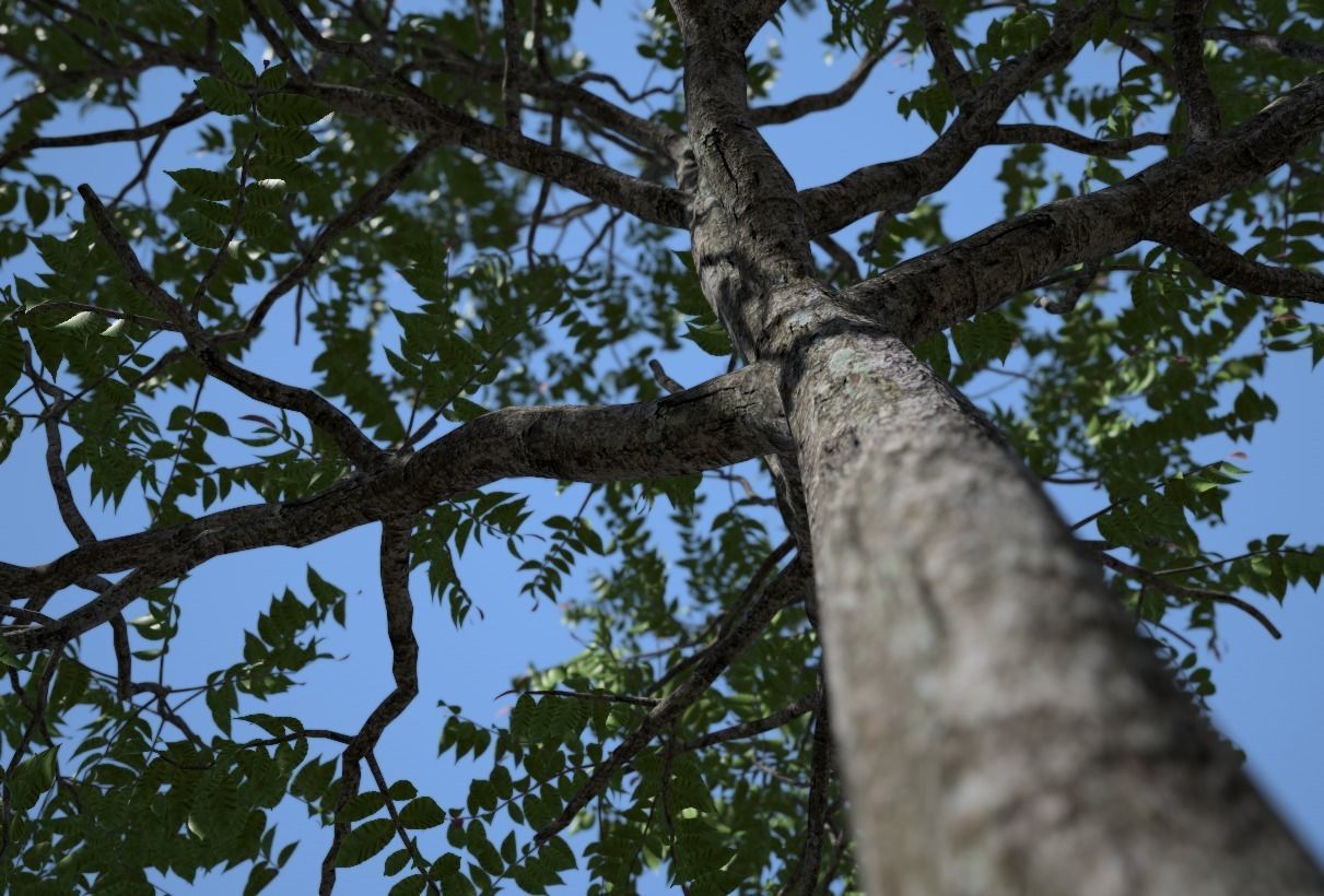 Chukrasia tabularis 3D model_5