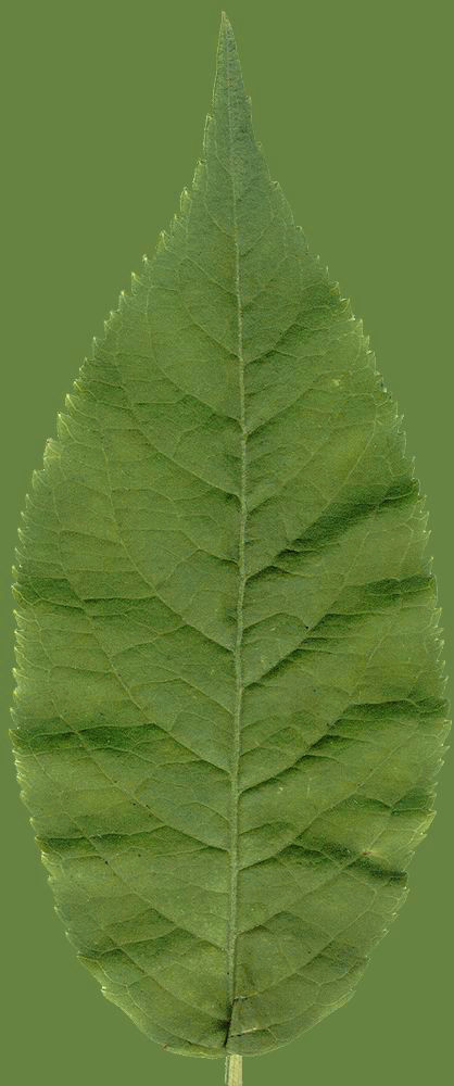 Chukrasia tabularis 3D model_19