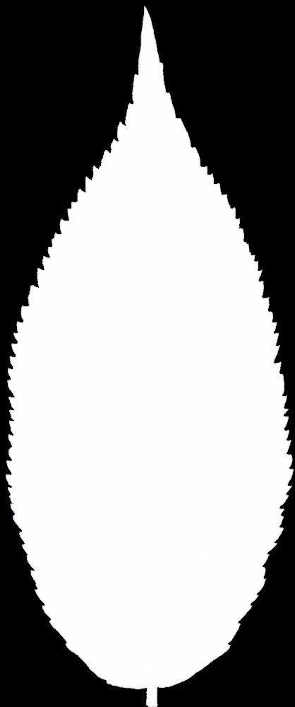 Chukrasia tabularis 3D model_14