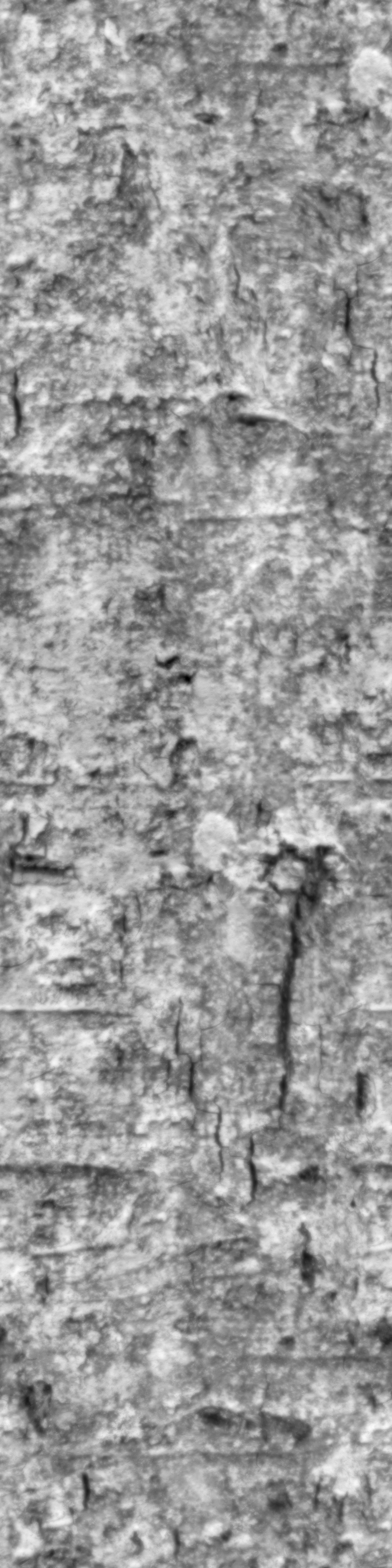 Chukrasia tabularis 3D model_11