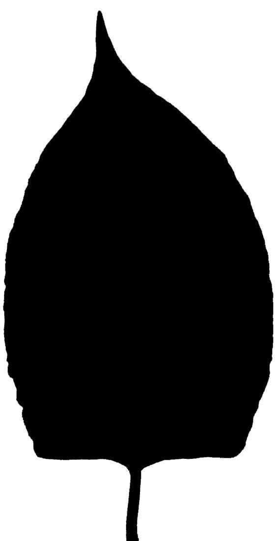 Chukrasia tabularis 3D model_15