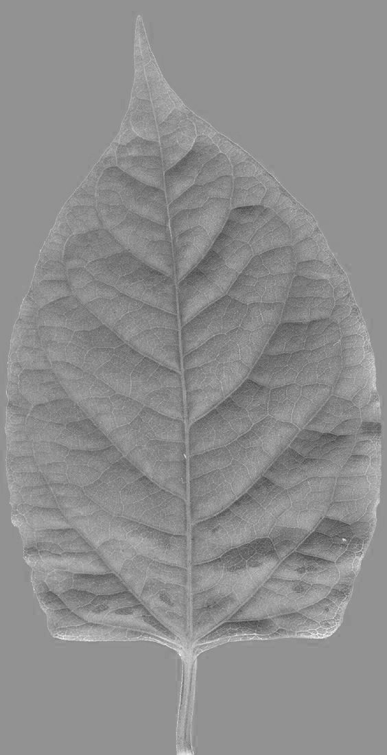 Chukrasia tabularis 3D model_23