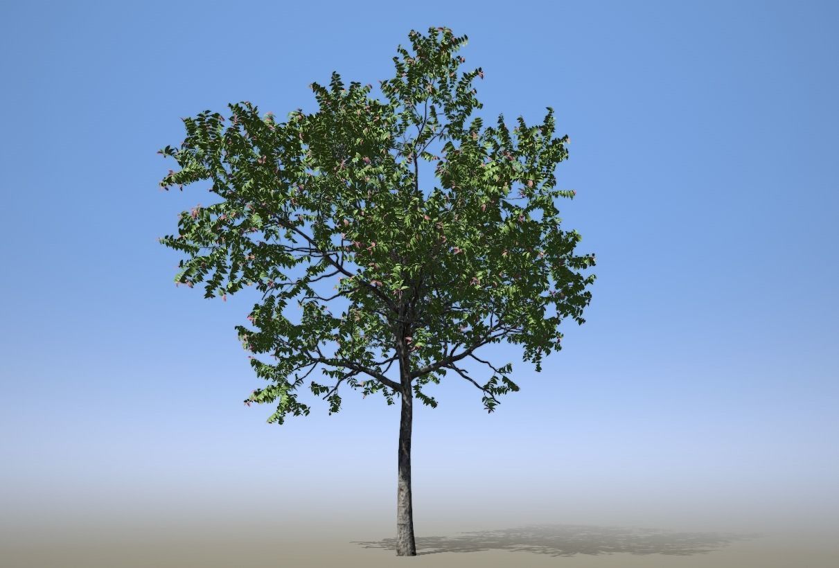 Chukrasia tabularis 3D model_1