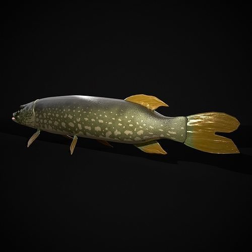 Northern Spotted Pike Low-poly 3D model 5