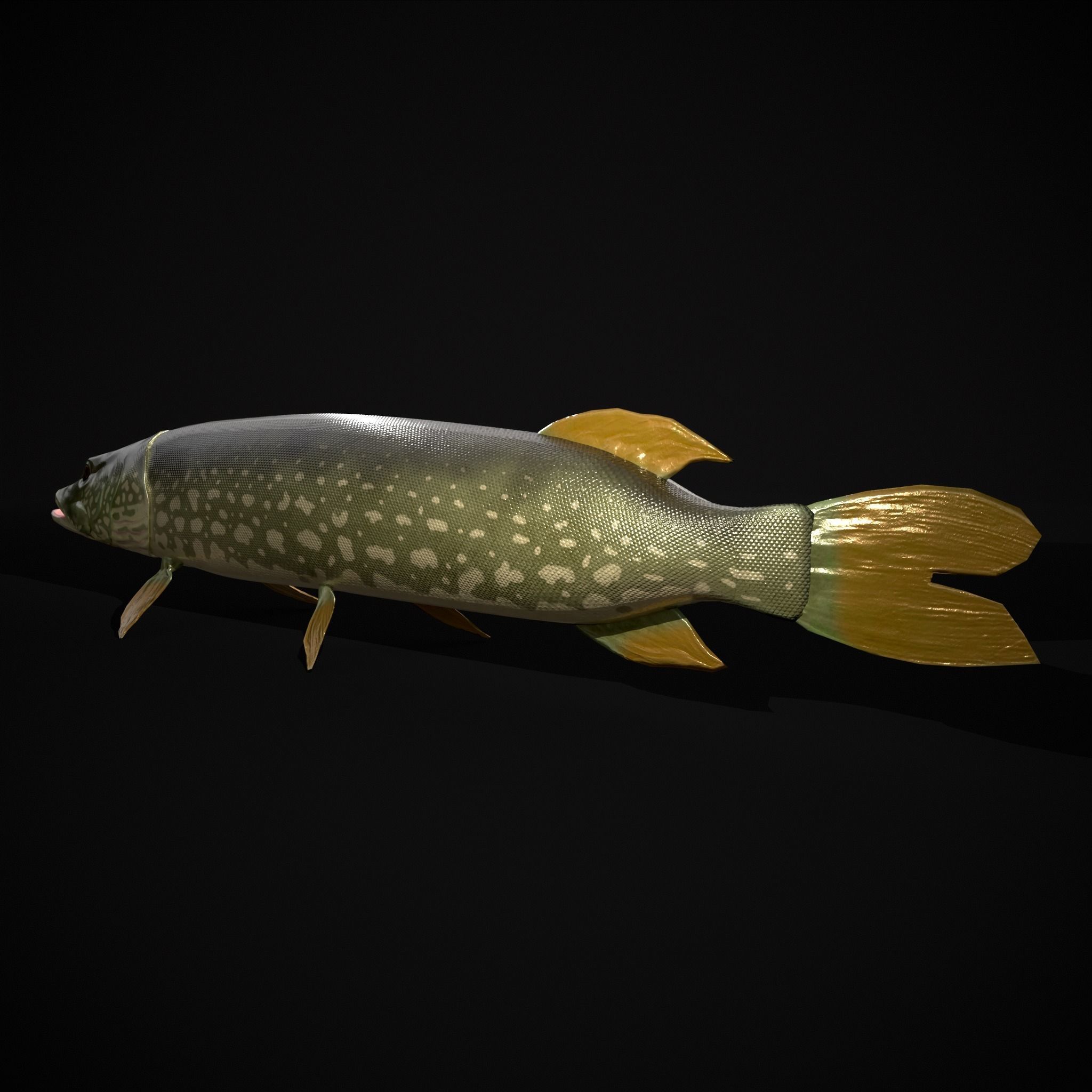 Northern Spotted Pike Low-poly 3D model_5