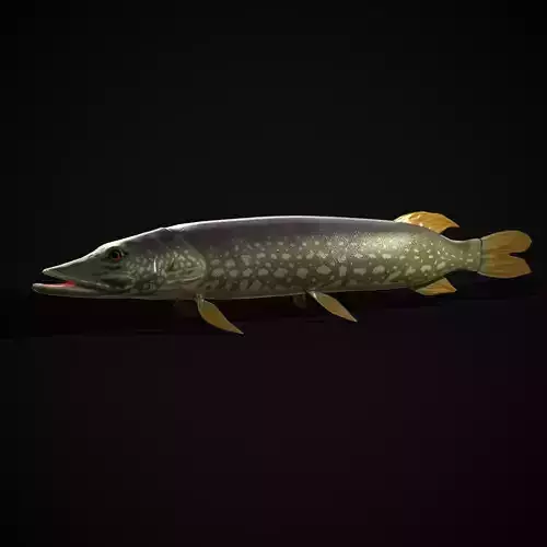 Northern Spotted Pike Low-poly 3D model