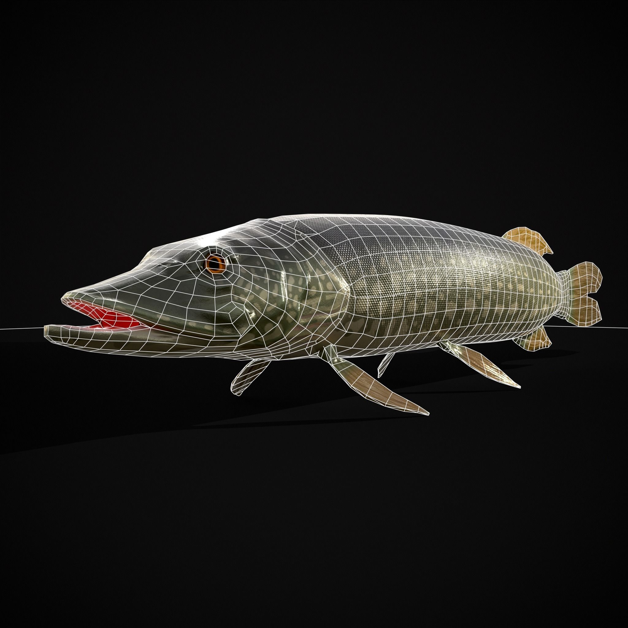 Northern Spotted Pike Low-poly 3D model_20