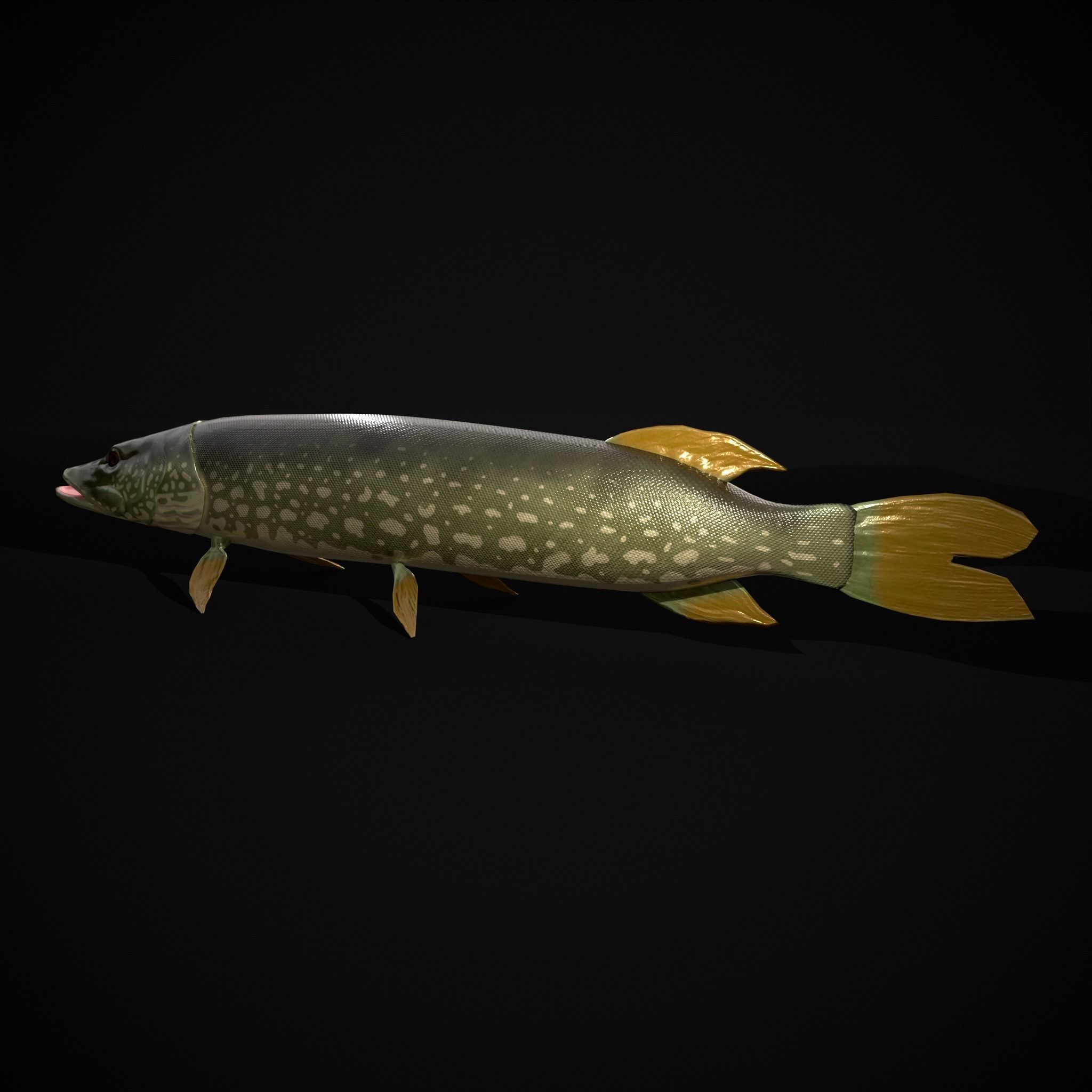 Northern Spotted Pike Low-poly 3D model_11