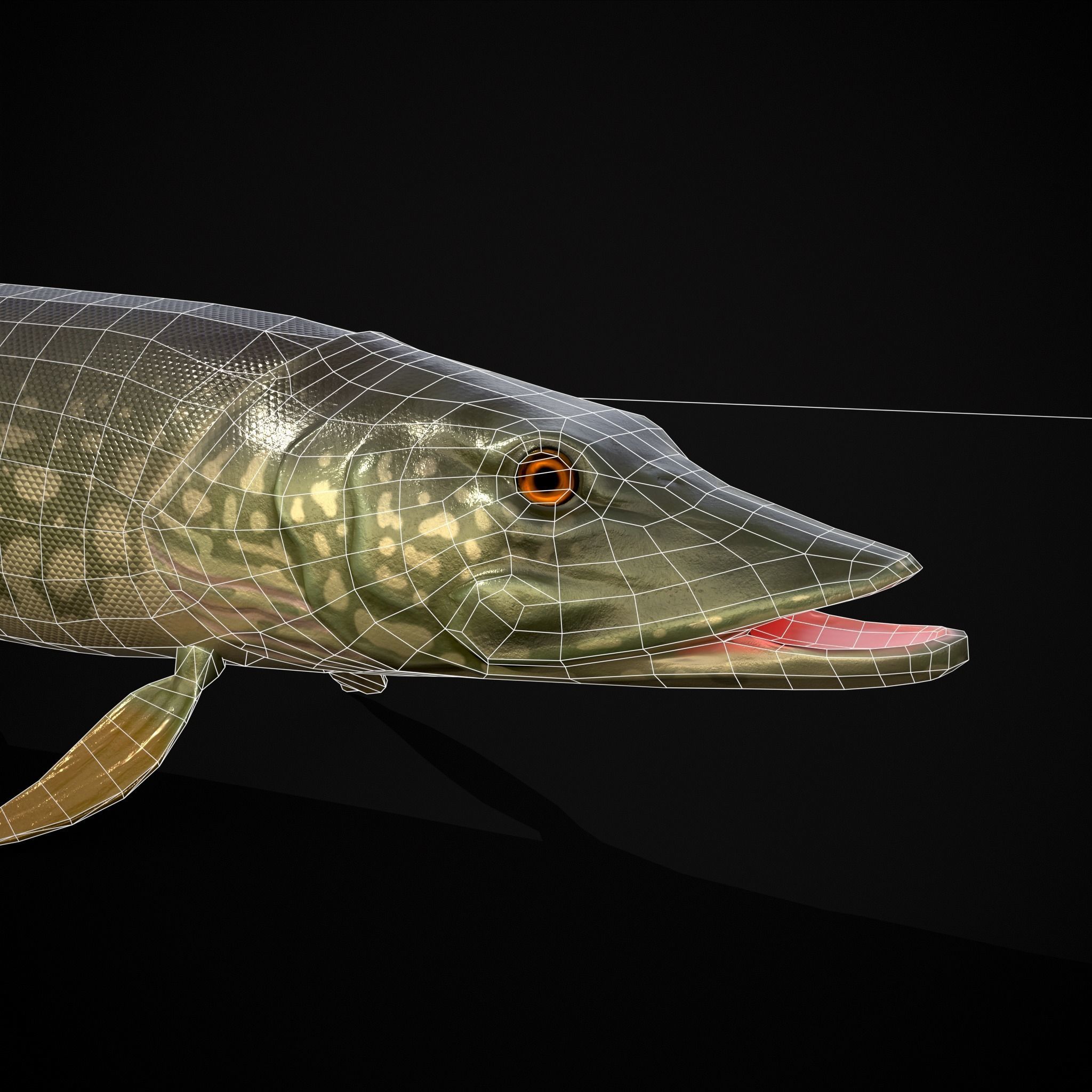 Northern Spotted Pike Low-poly 3D model_16