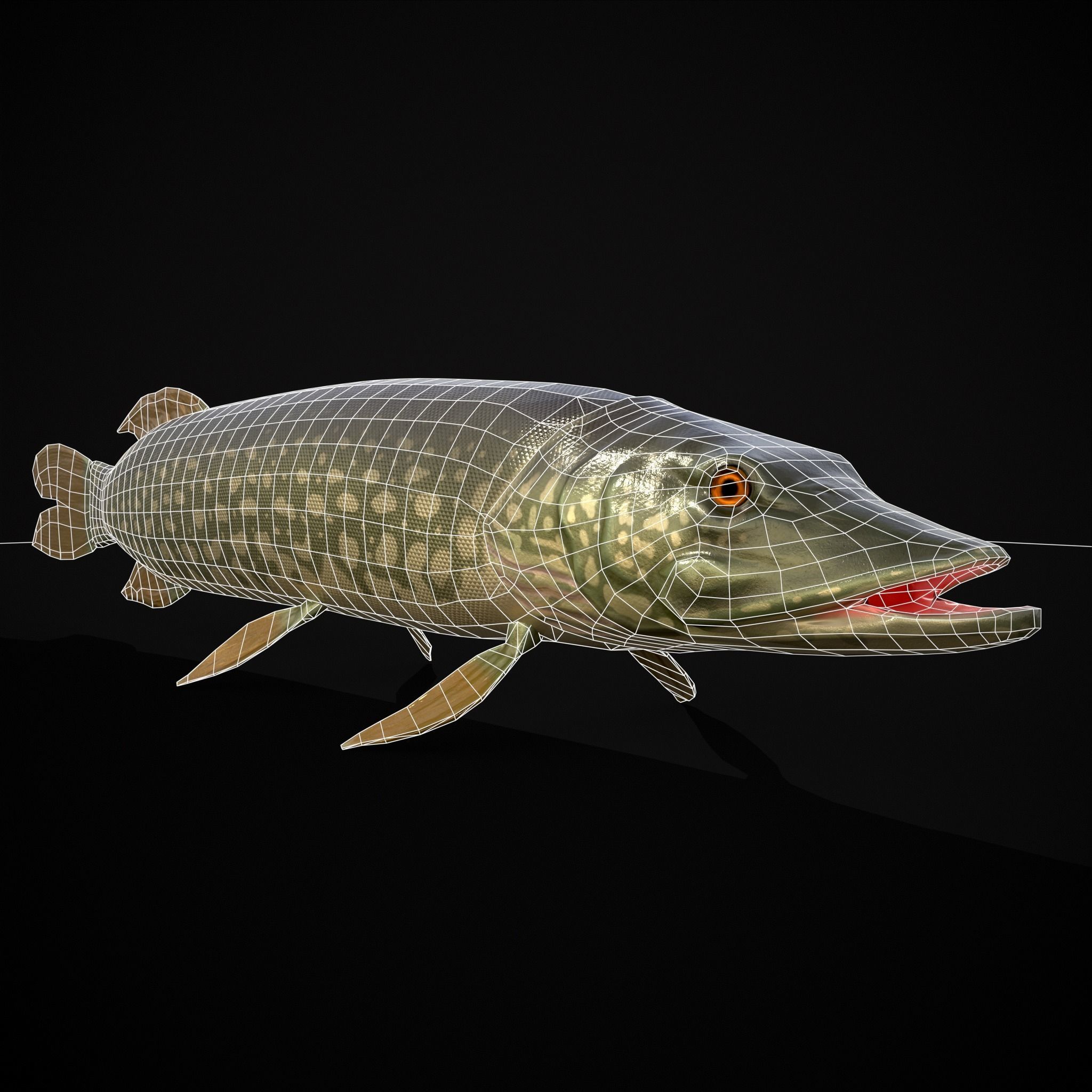 Northern Spotted Pike Low-poly 3D model_4