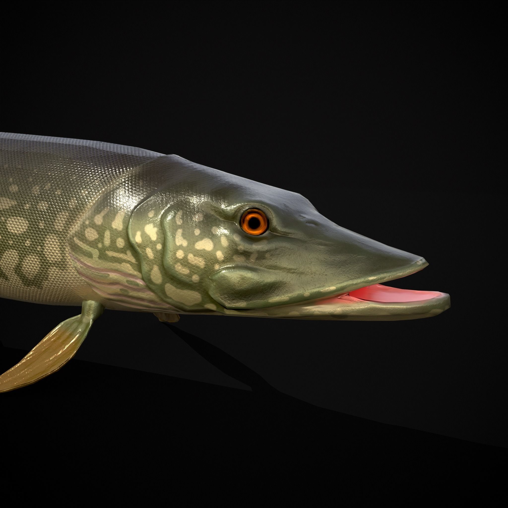 Northern Spotted Pike Low-poly 3D model_15