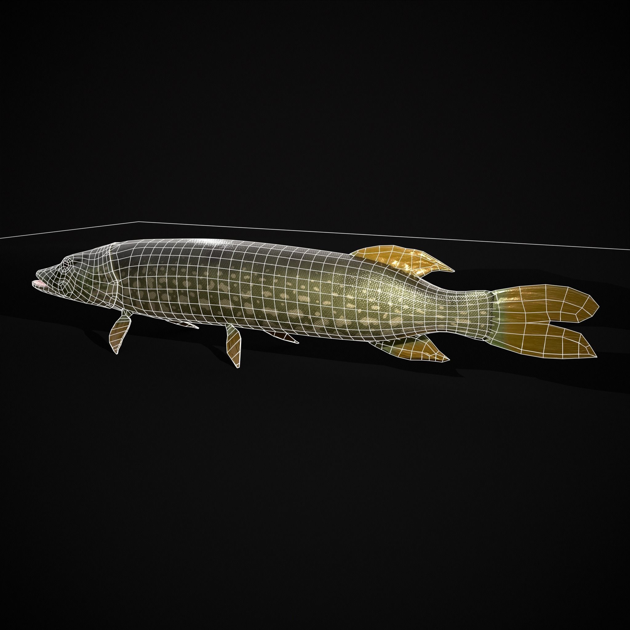 Northern Spotted Pike Low-poly 3D model_12
