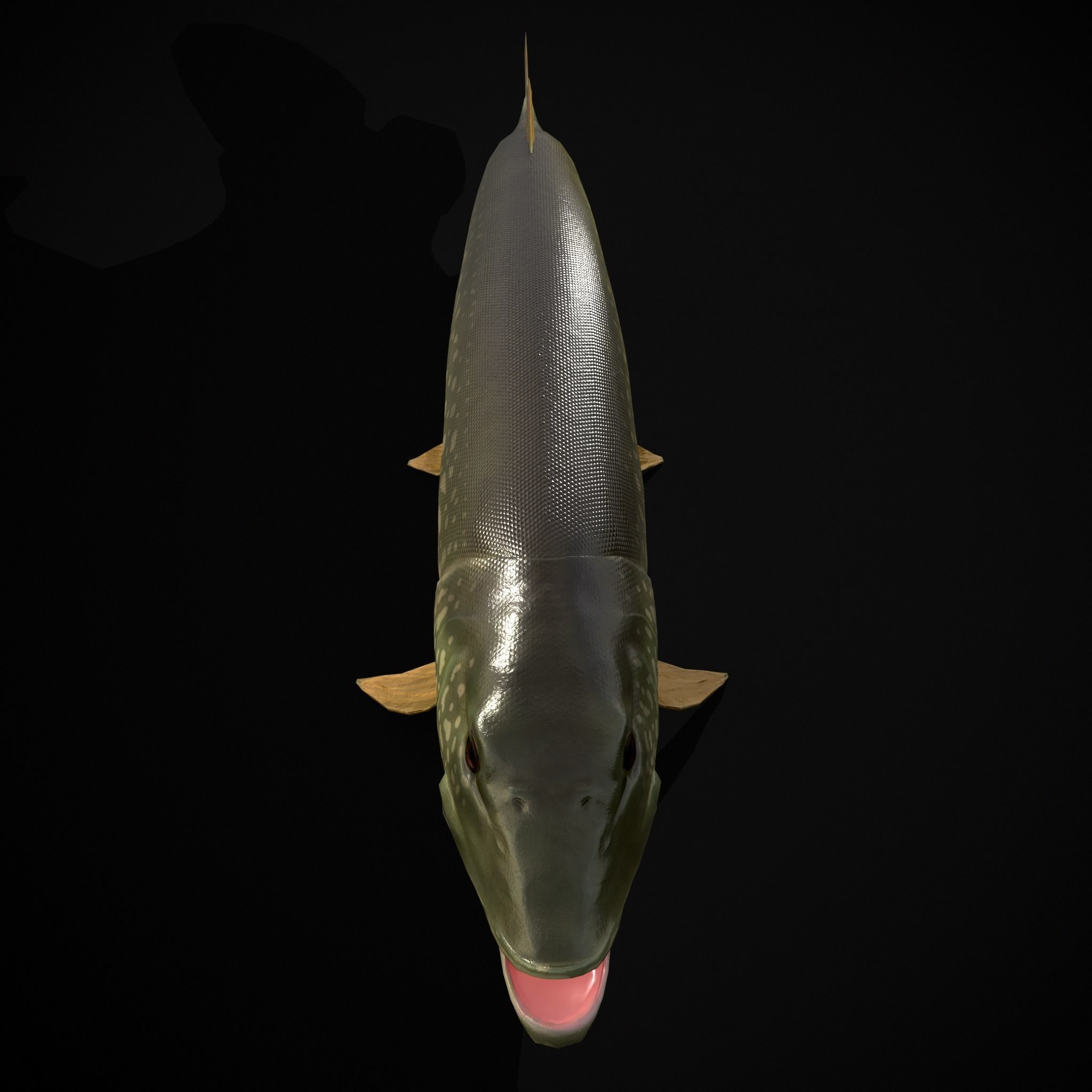 Northern Spotted Pike Low-poly 3D model_9