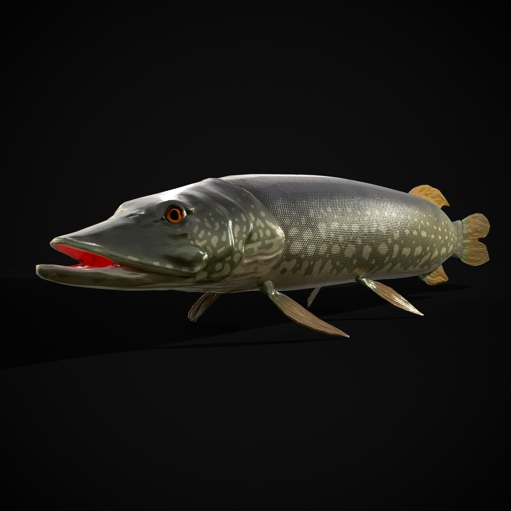 Northern Spotted Pike Low-poly 3D model_19