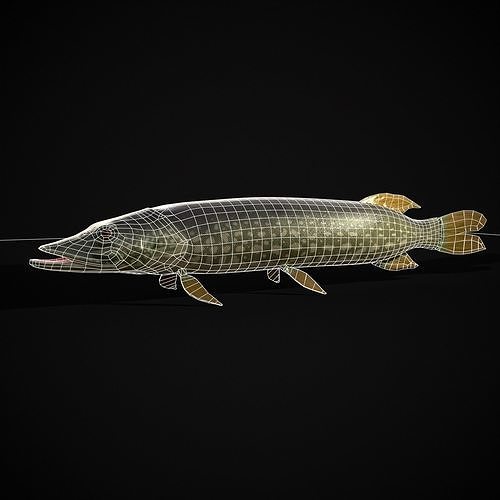 Northern Spotted Pike Low-poly 3D model 2