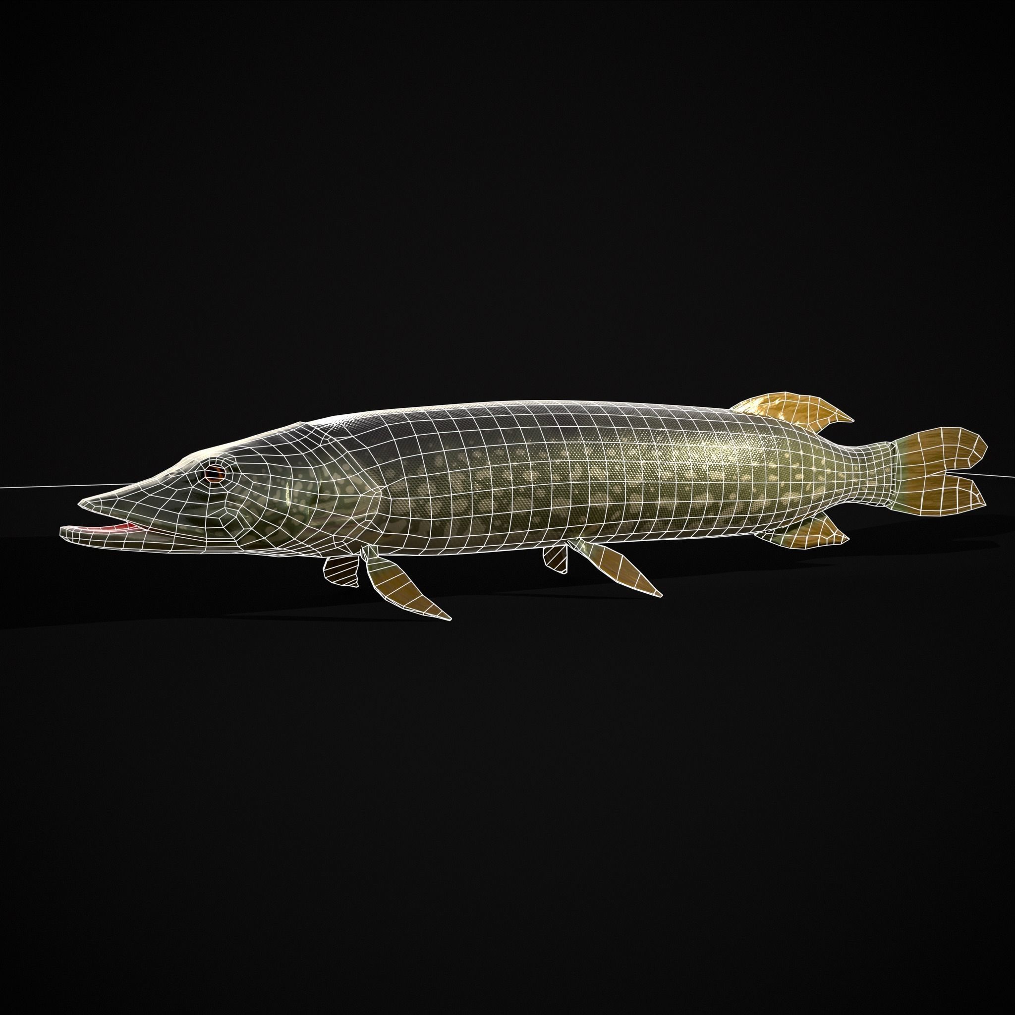 Northern Spotted Pike Low-poly 3D model_2