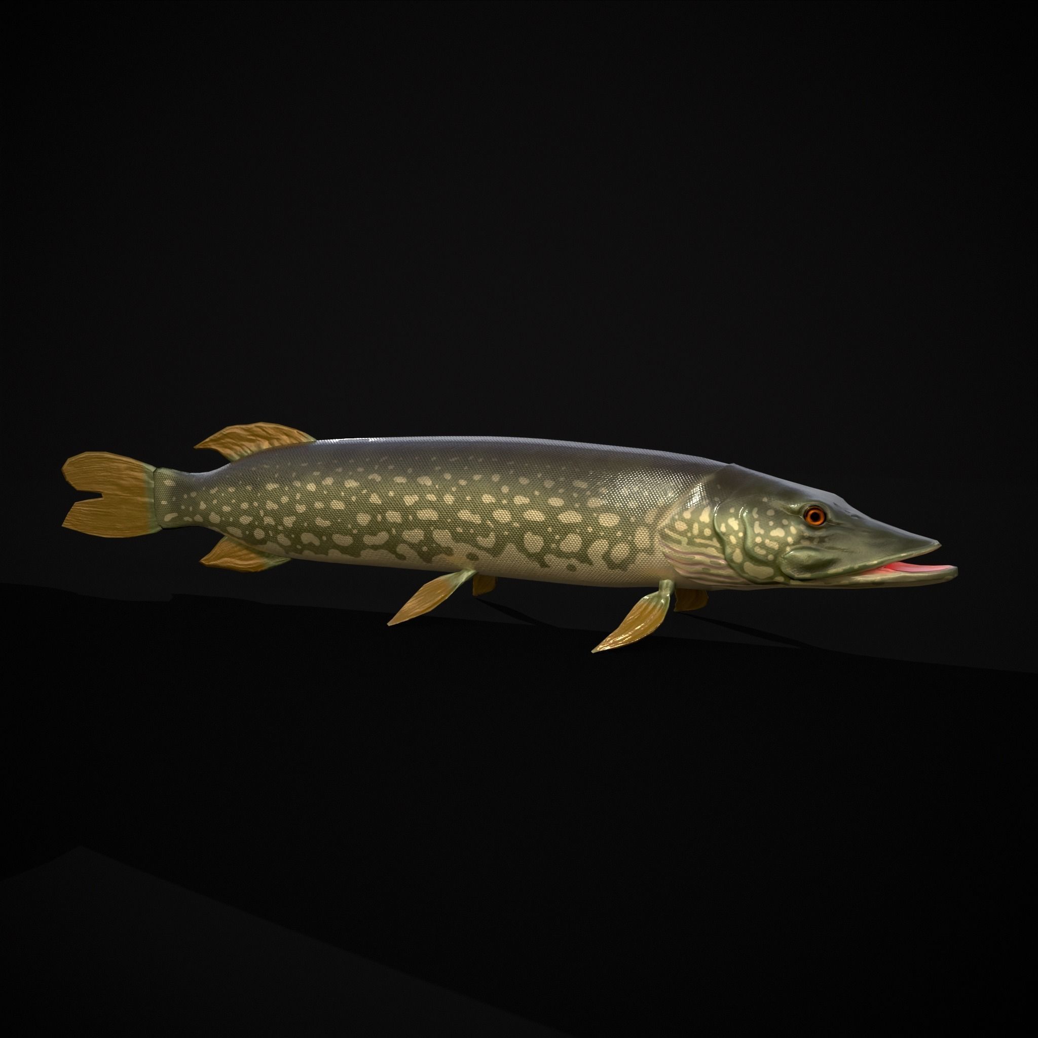 Northern Spotted Pike Low-poly 3D model_7