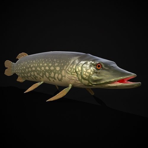 Northern Spotted Pike Low-poly 3D model 3