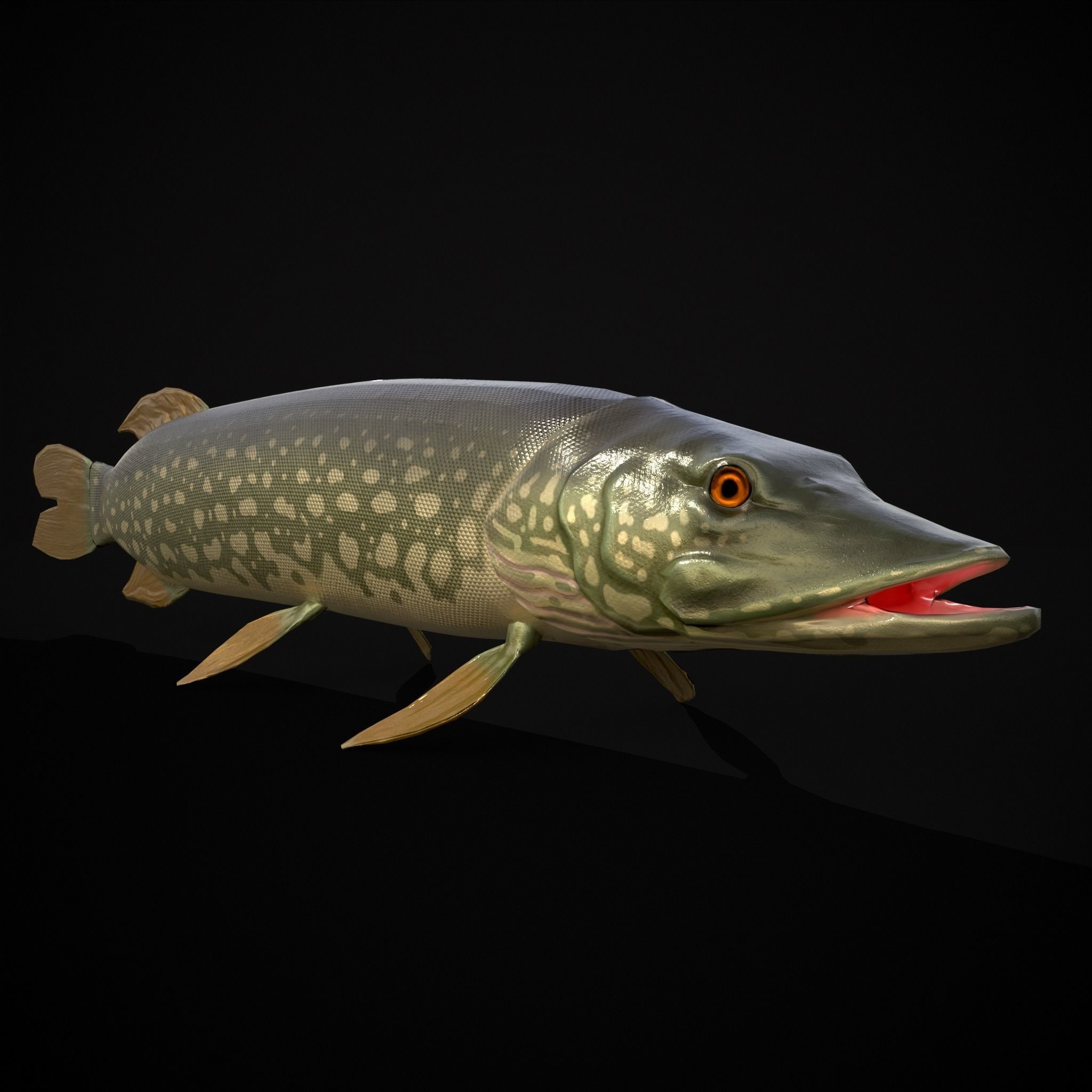 Northern Spotted Pike Low-poly 3D model_3