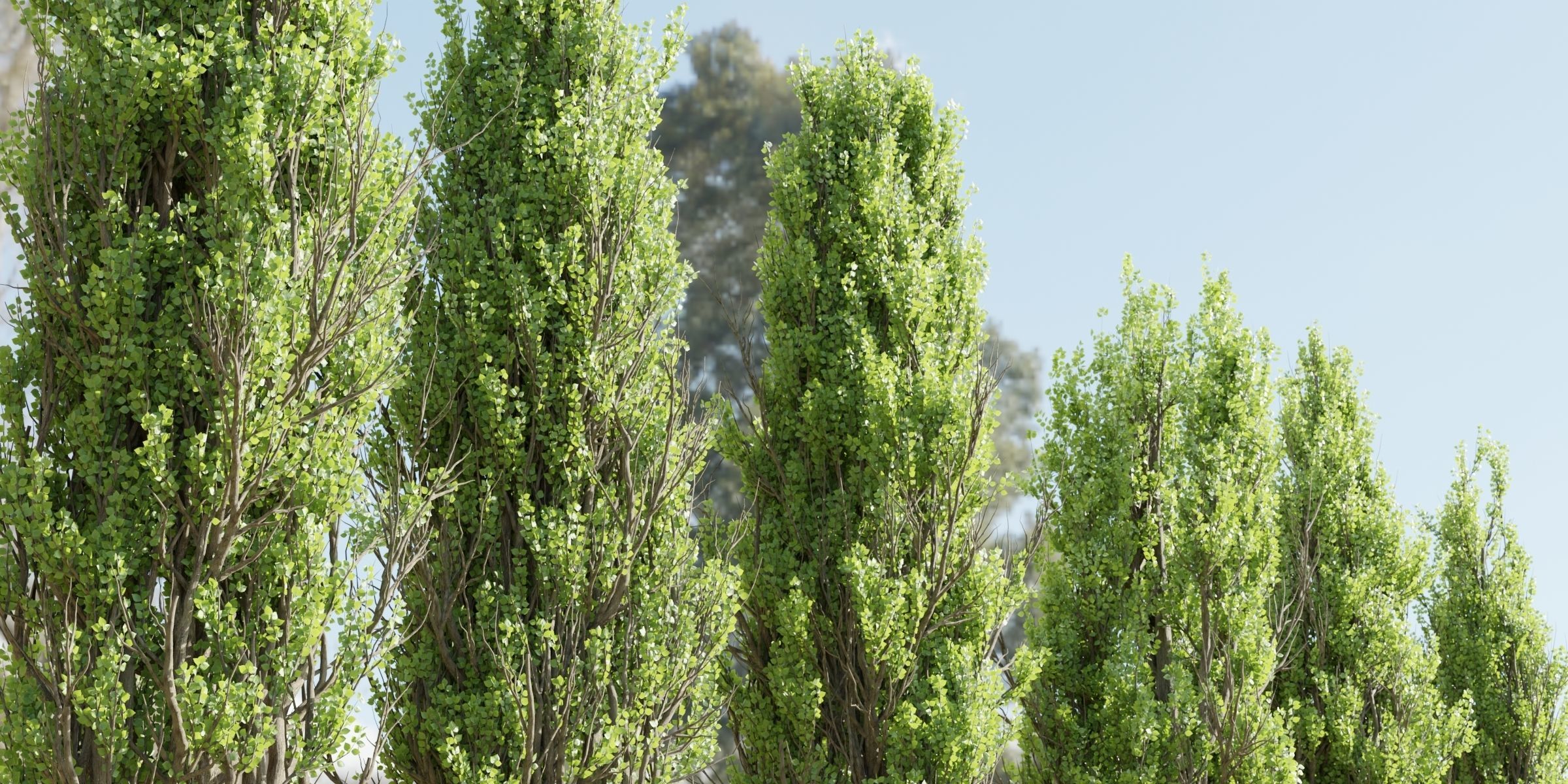 Poplar trees collection vol 145-Blender 3D model_1