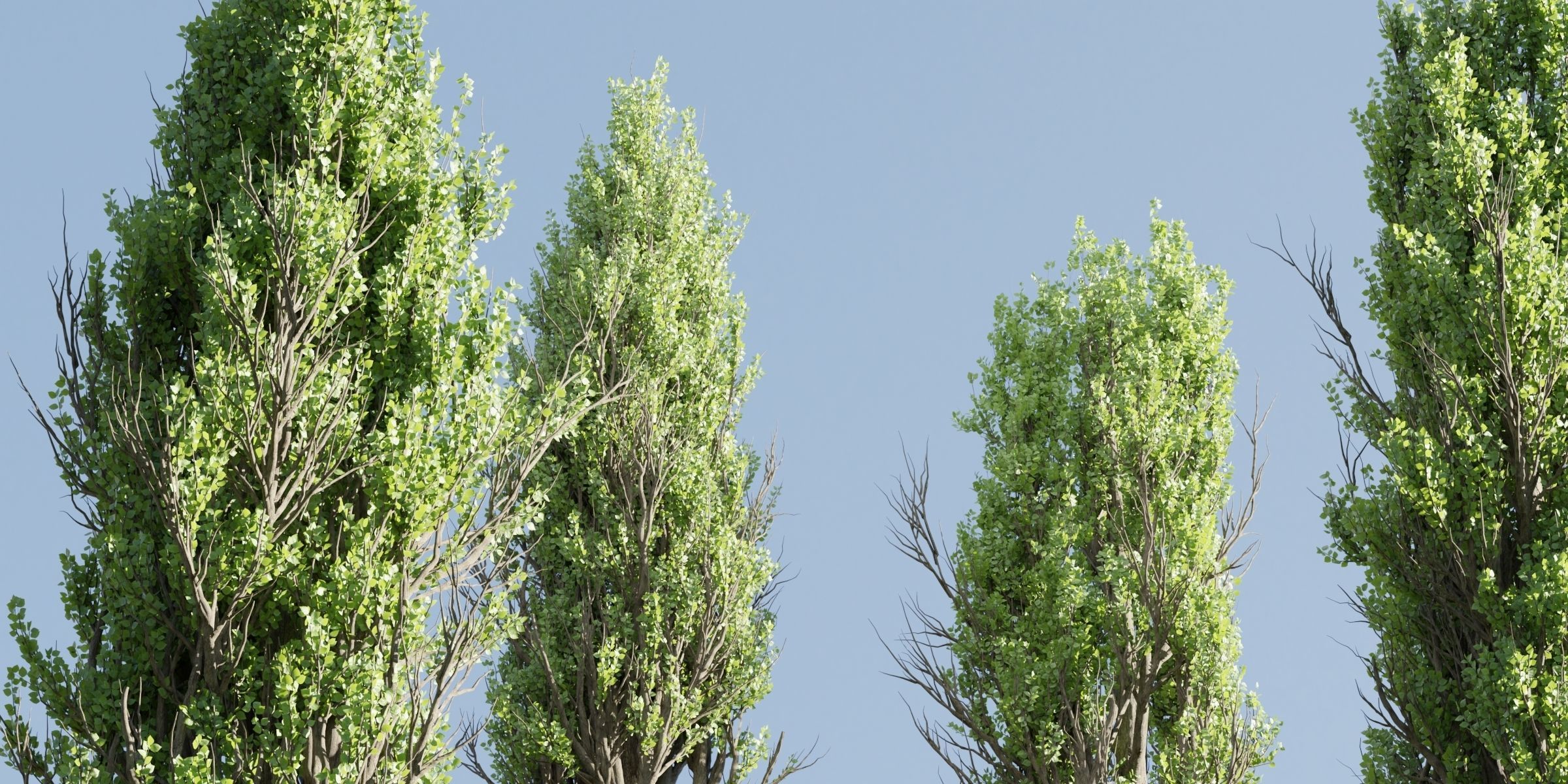 Poplar trees collection vol 145-Blender 3D model_4