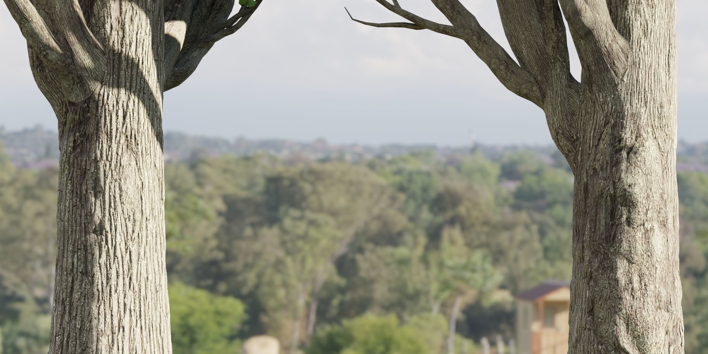 Poplar trees collection vol 145-Blender 3D model_3