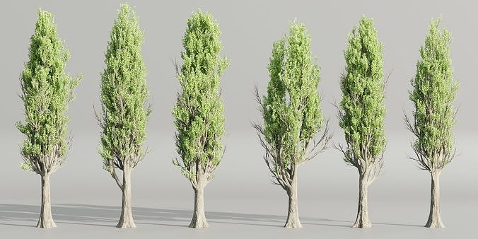 Poplar trees collection vol 145-Blender 3D model