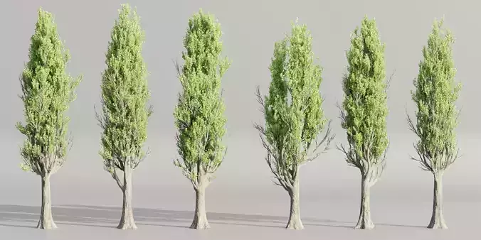 Poplar trees collection vol 145-Blender 3D model