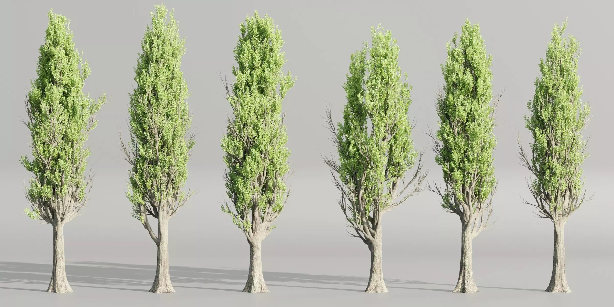 Poplar trees collection vol 145-Blender 3D model_0