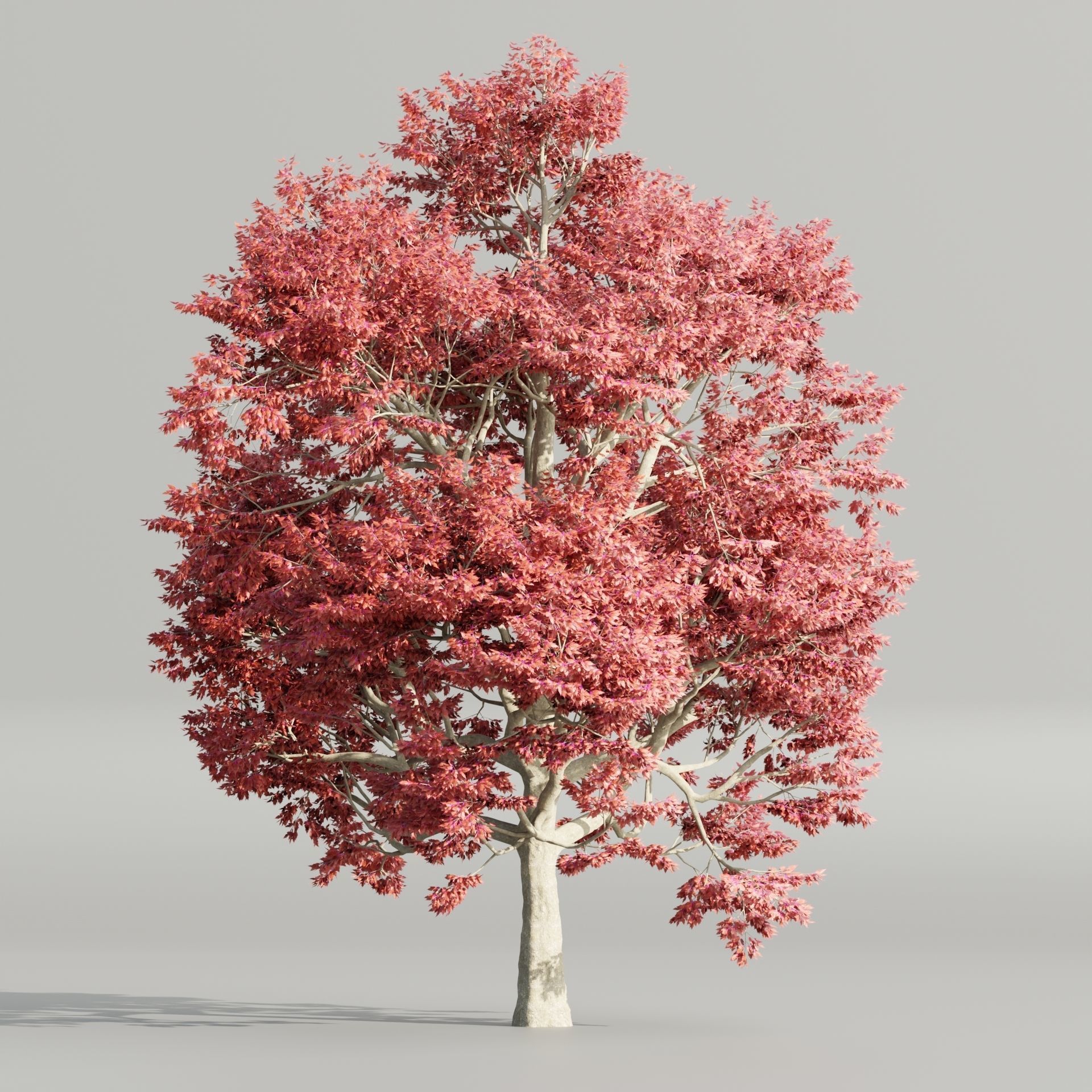 Autumn Maple Trees Collection vol 147-Blender 3D model_3