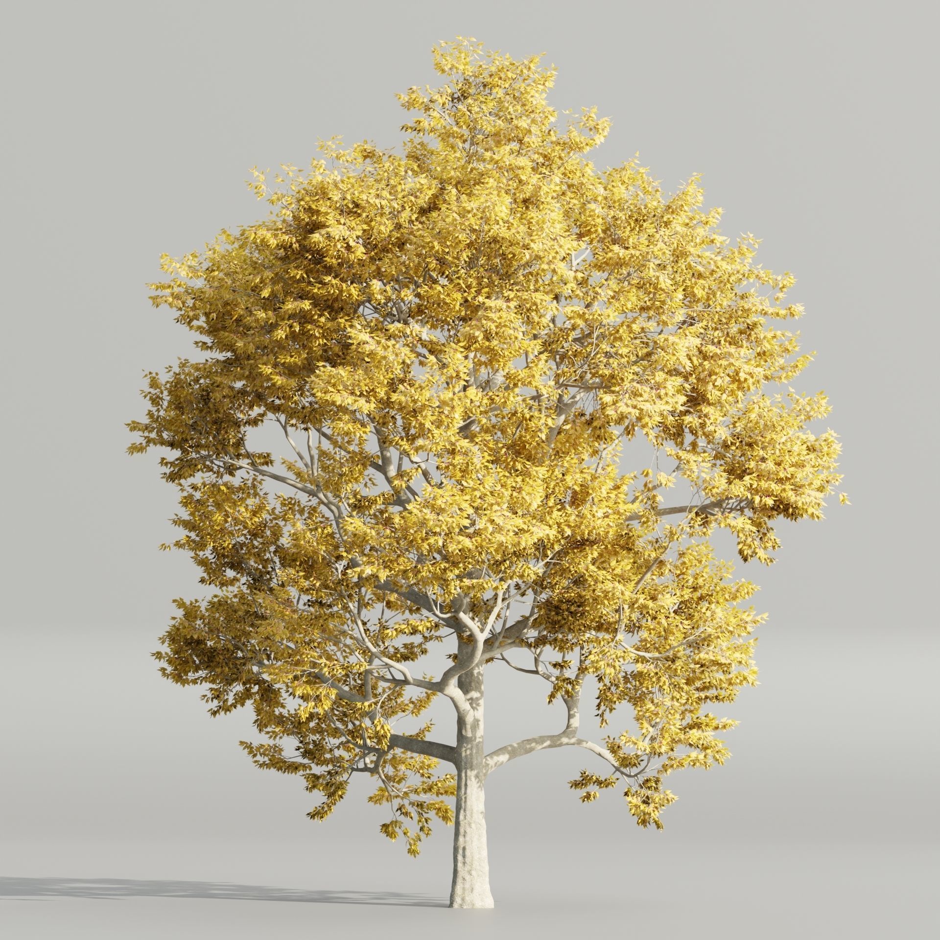 Autumn Maple Trees Collection vol 147-Blender 3D model_2