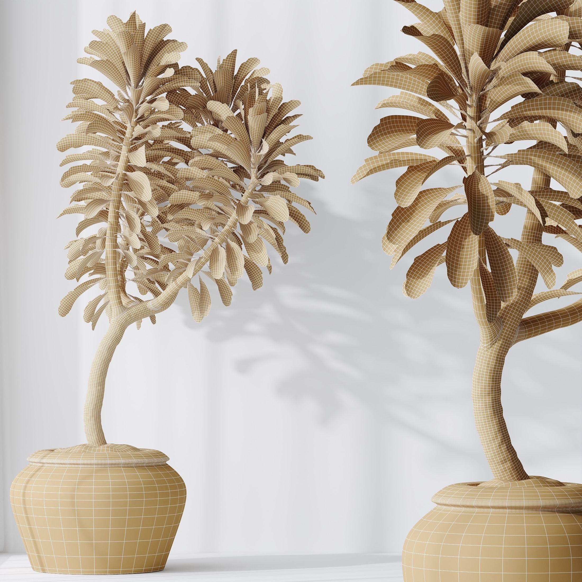 HQ HousePlants Euphorbia Drupifera Sunshine Agaveville Set02 3D model_4