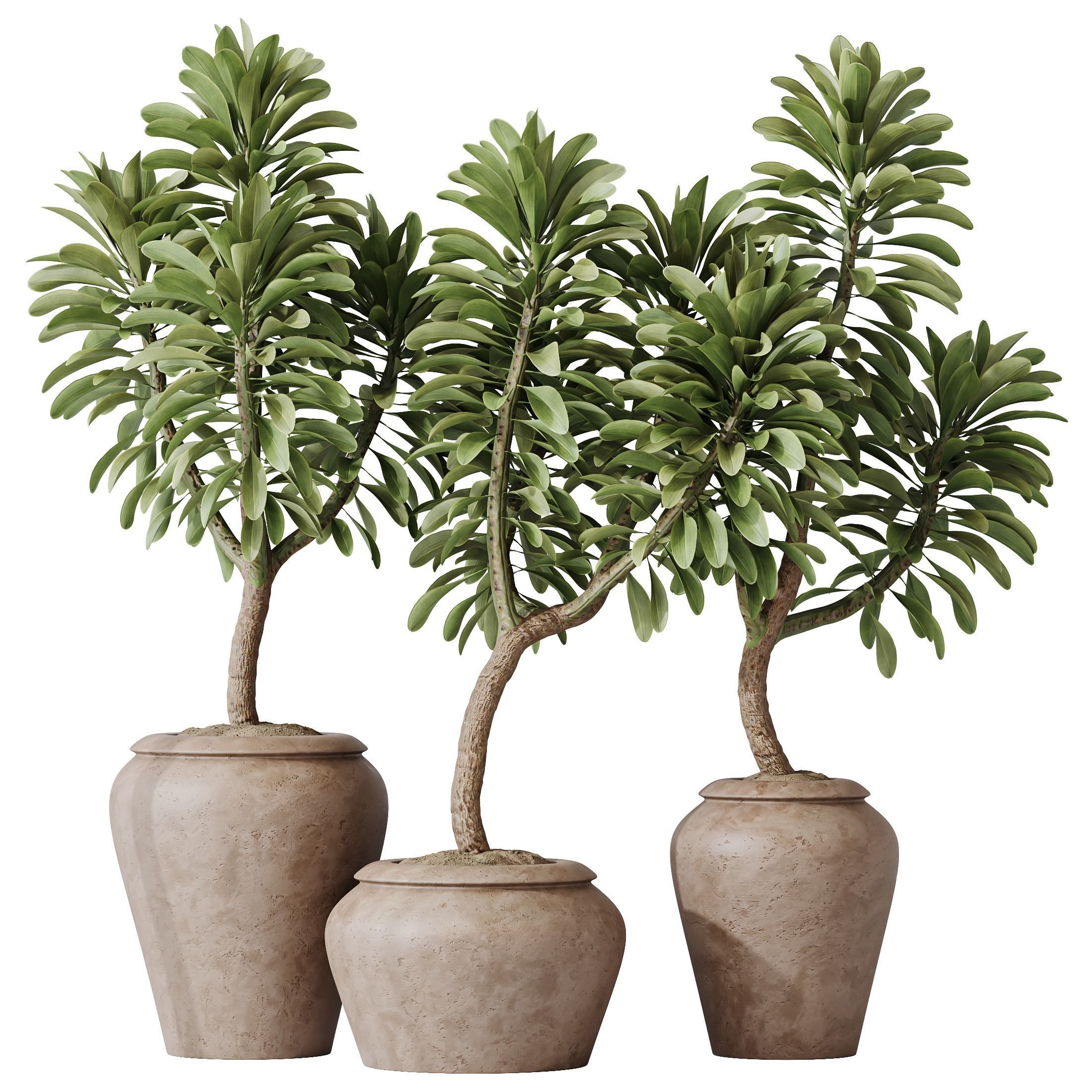 HQ HousePlants Euphorbia Drupifera Sunshine Agaveville Set02 3D model_1