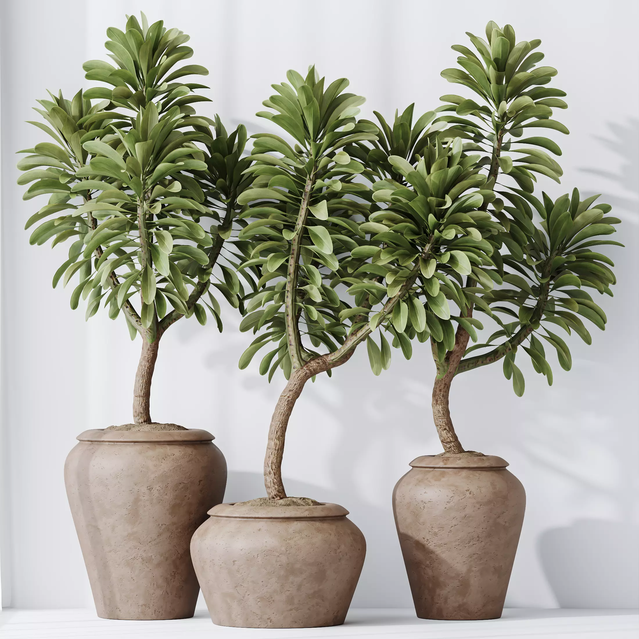 HQ HousePlants Euphorbia Drupifera Sunshine Agaveville Set02 3D model_0