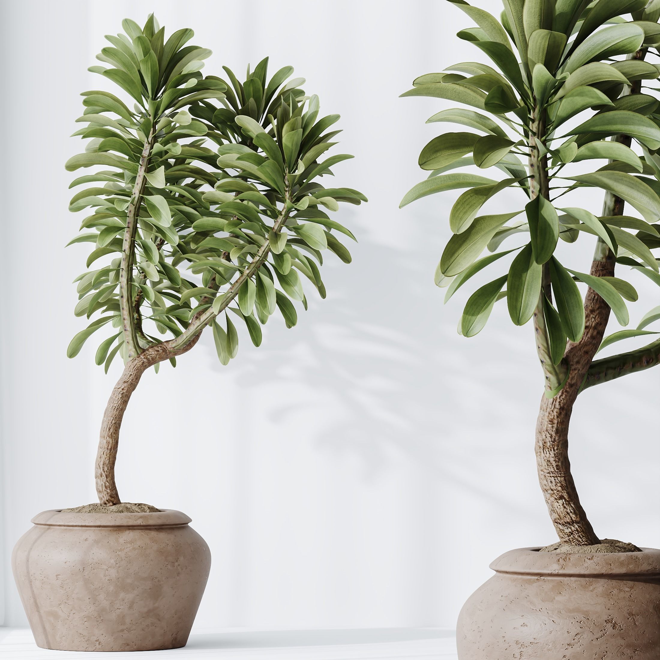 HQ HousePlants Euphorbia Drupifera Sunshine Agaveville Set02 3D model_3