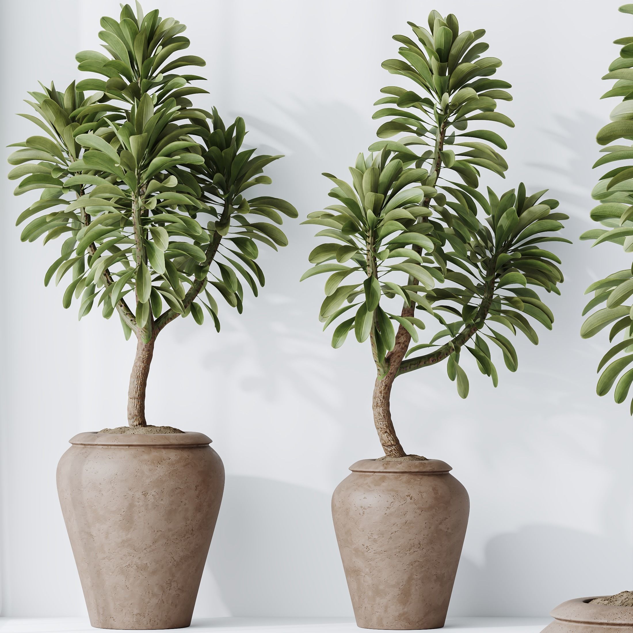 HQ HousePlants Euphorbia Drupifera Sunshine Agaveville Set02 3D model_2