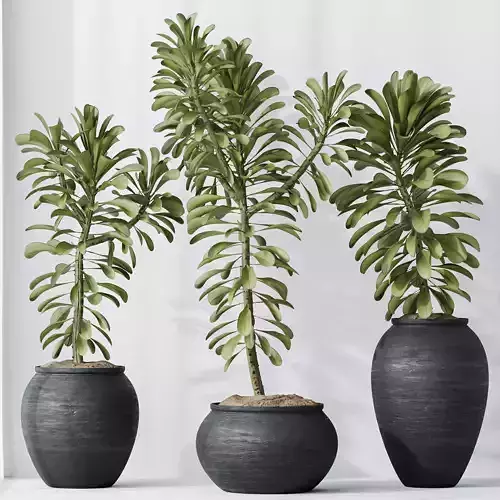 HQ HousePlants Euphorbia Drupifera Sunshine Agaveville Set01