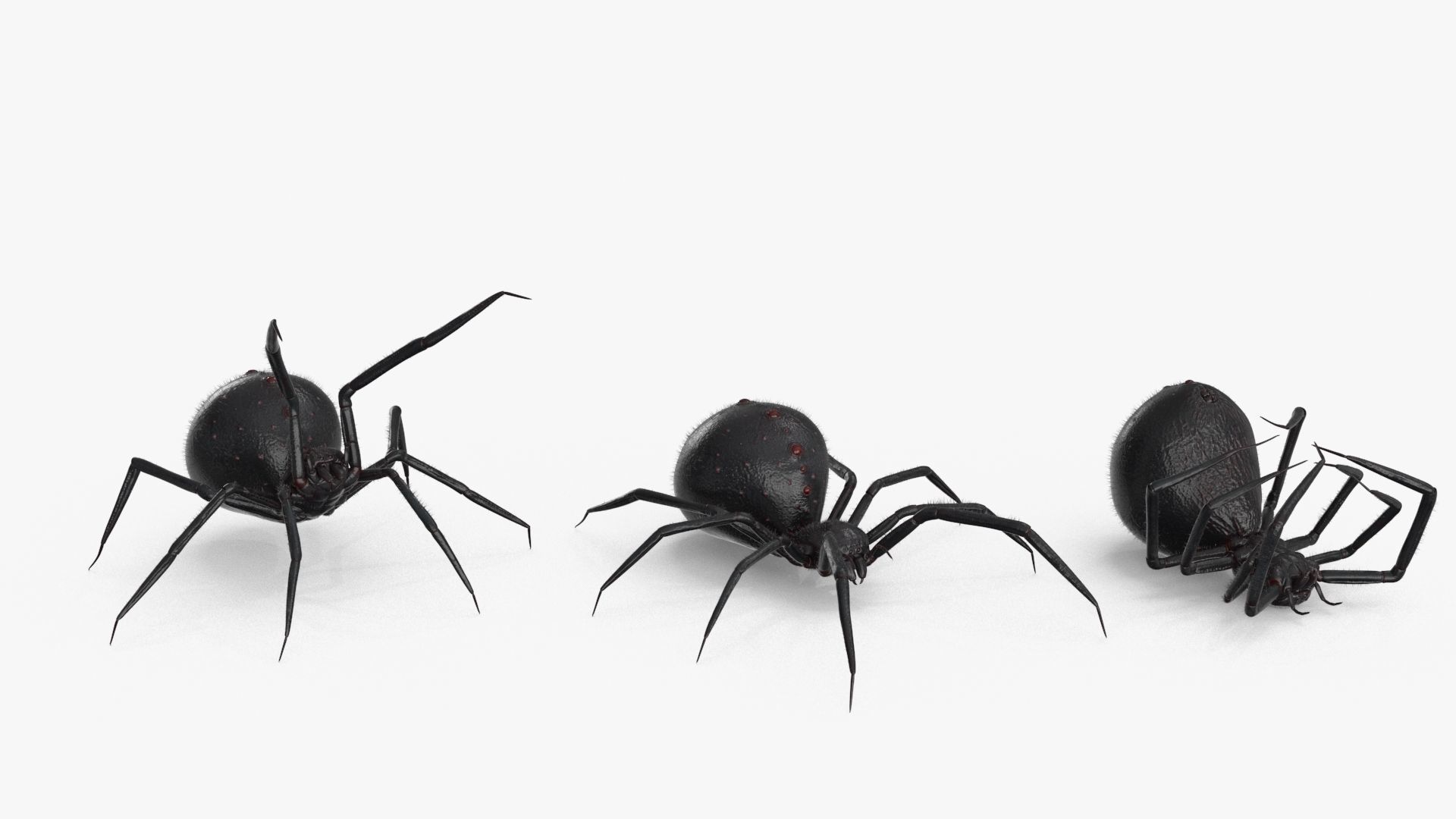 Spider 3 poses Low-poly 3D model_13