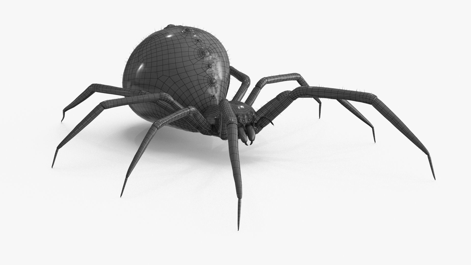 Spider 3 poses Low-poly 3D model_20